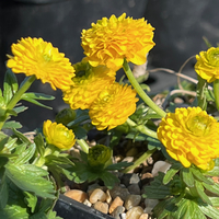 Ranunculus montanus 'Flore Pleno'